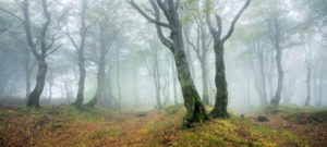 Geheimnisvoller Wald im Nebel, bizarr verwachsene Buchen, Herbst, Erzgebirge, Tschechien Geheimnisvoller Wald im Nebel, bizarr verwachsene Buchen, Herbst, Erzgebirge, Tschechien